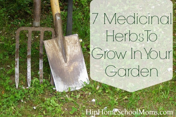 7 Medicinal Herbs to Grow in Your Garden