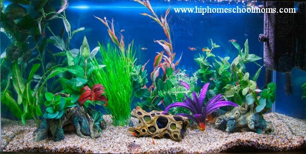 fish tank