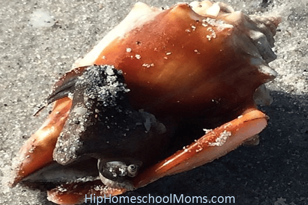 mollusk shell 