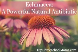 Echinacea: A Powerful Natural Antibiotic