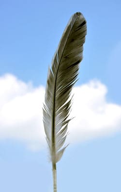 a tattered black feather