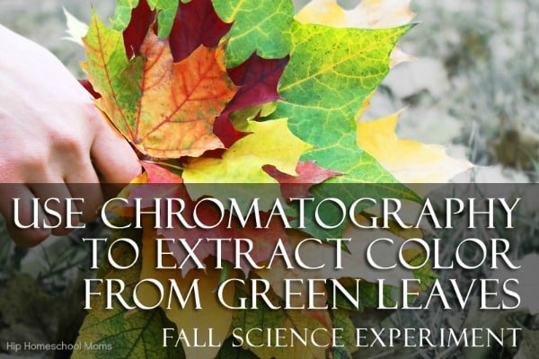 Use Chromotography to Extract Color from Green Leaves