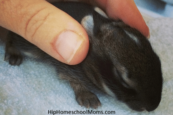 new born baby bunny - lessons from nature