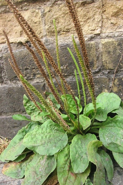 plantain Plants That Can Improve Your Health