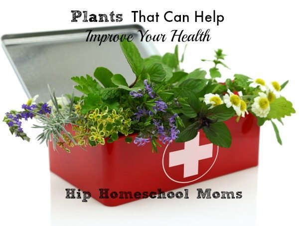 Edible Plants That Can Improve Your Health