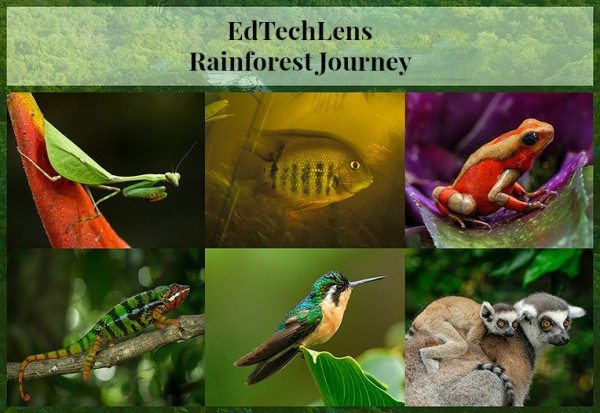 Rainforest Journey: How a Trip Inspired an E-learning Program for Children