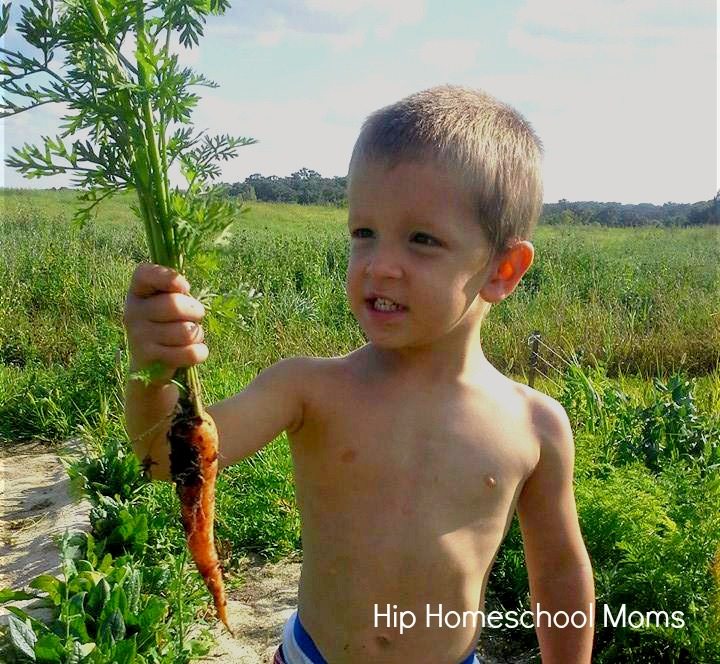 garden carrots modified