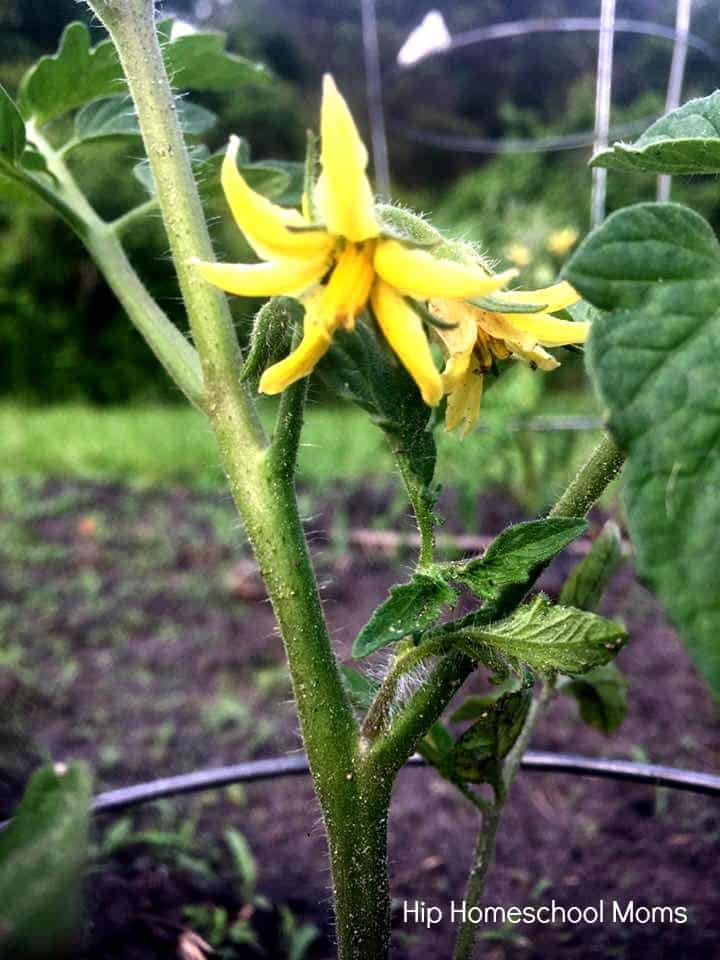 garden tomato bloom modified