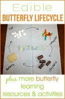 HHM-Butterfly-Life-Cycle1