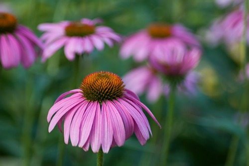 echinacea-633294_640