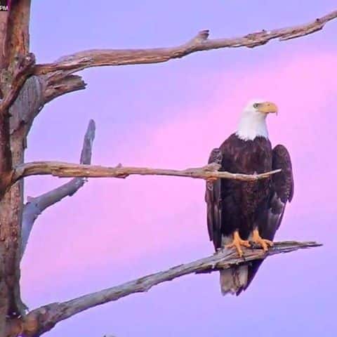 Bald Eagle is Hatching Eggs Live Webcam and a Free Printable!