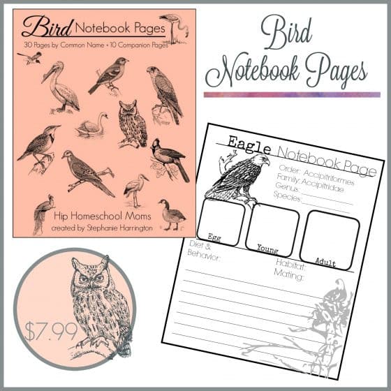 Bird Notebook Pages