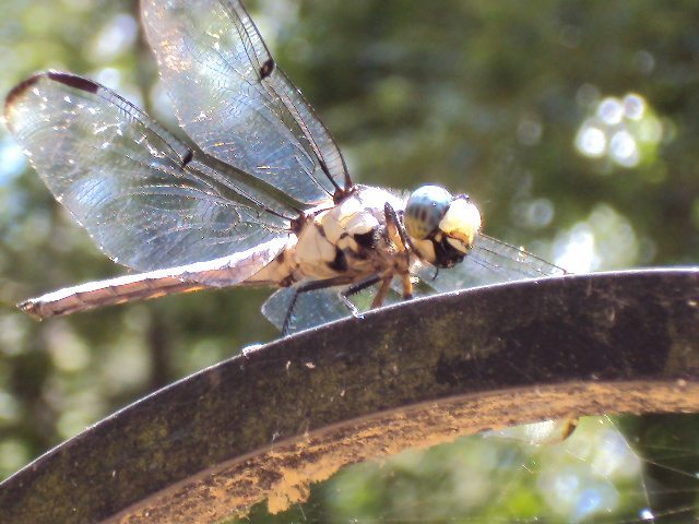 dragonfly nature study
