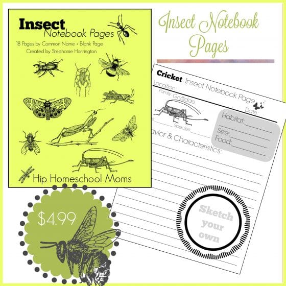 Insect Notebook Pages