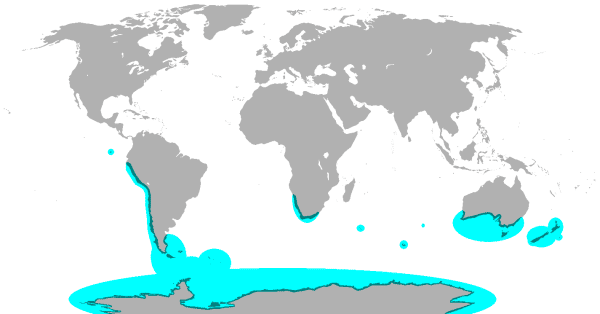 Where penguins live for penguin study