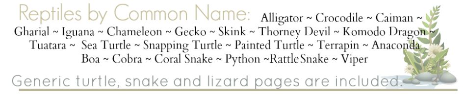 Reptile Notebook Pages