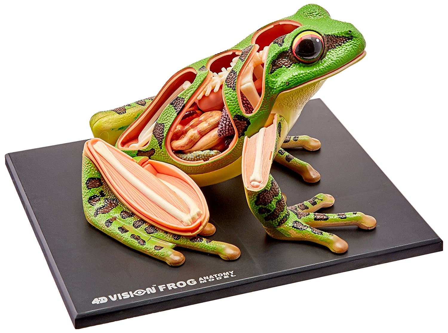 LIGHTNING DEAL ALERT! Frog Anatomy Model – 25% off!