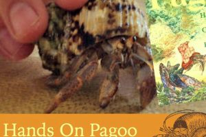 This is a fun and easy unit study on tide pools and sea life using the book Pagoo!