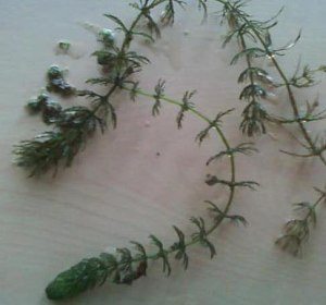 Hornwort