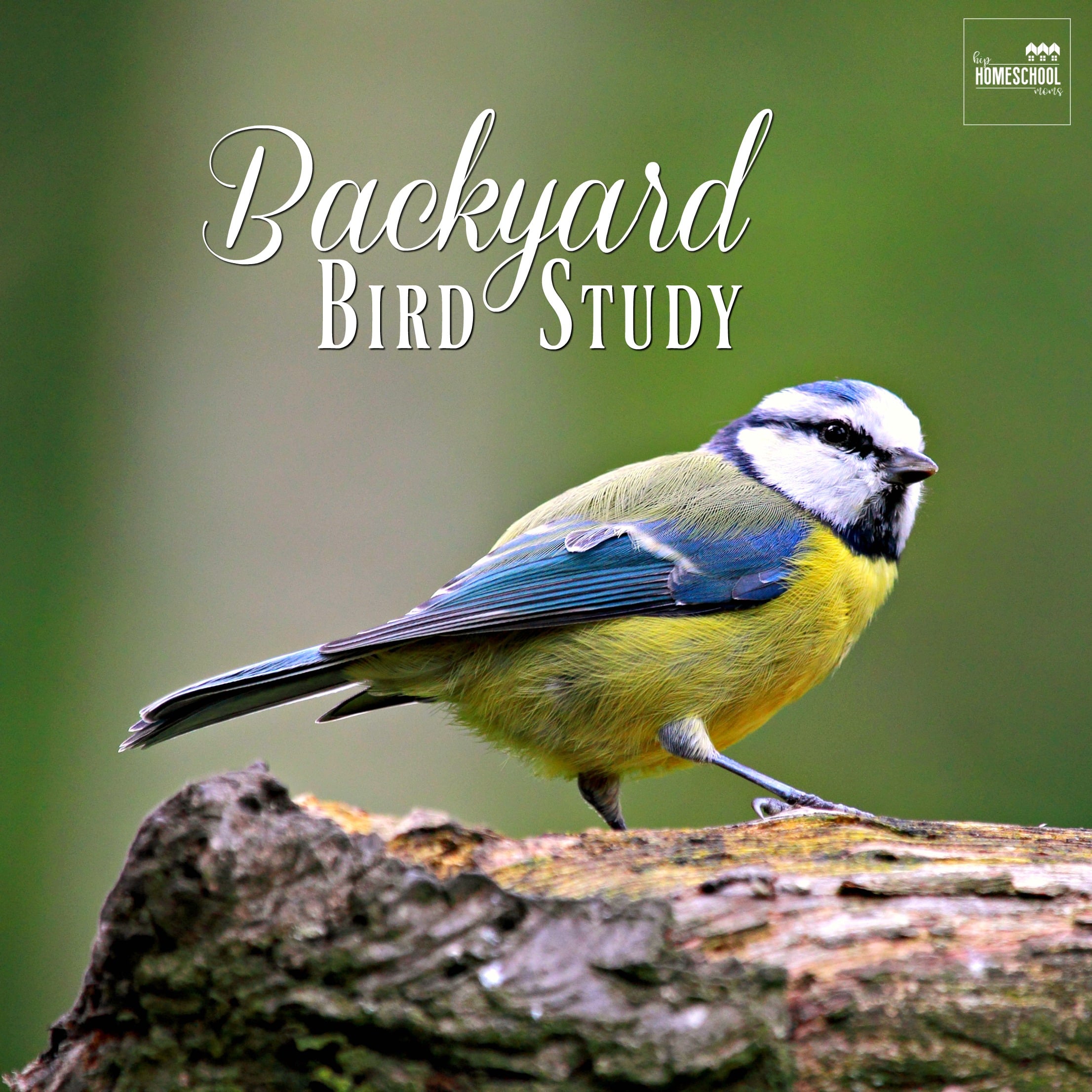 Backyard Bird Study