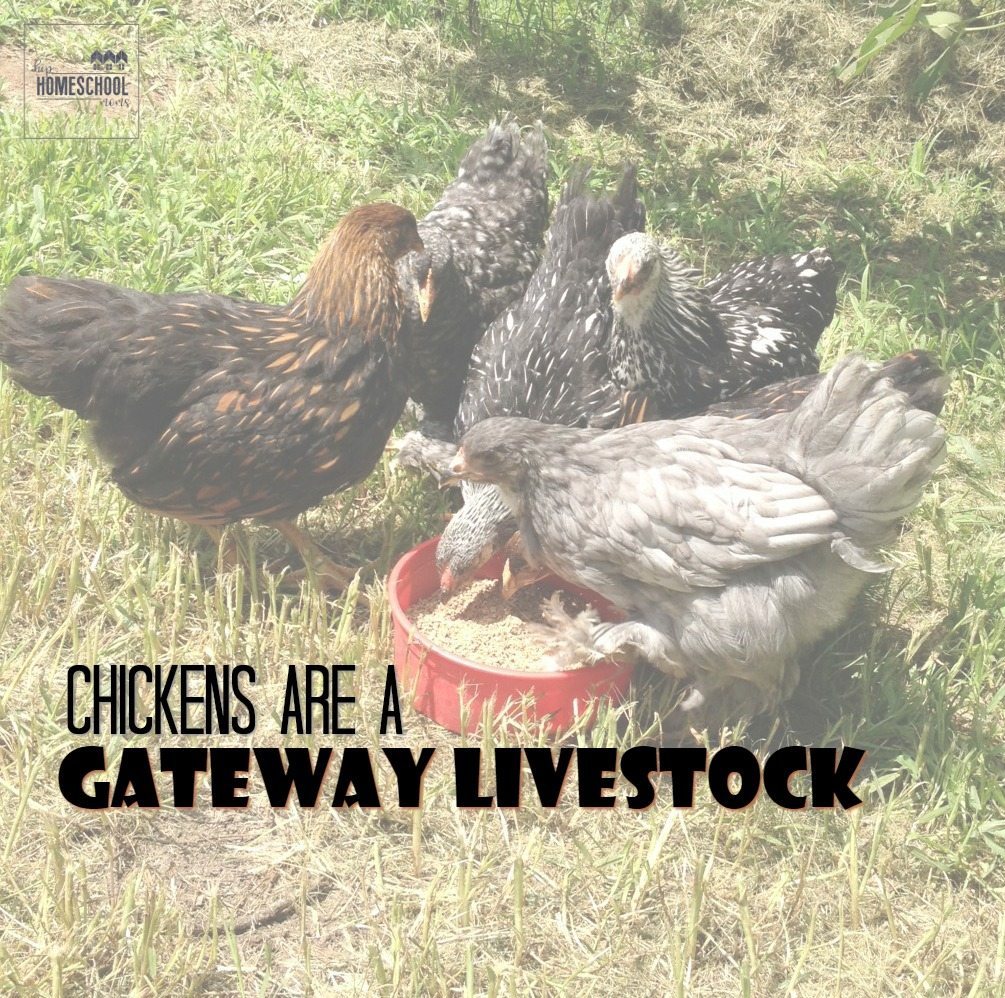 Chickens are a Gateway Livestock