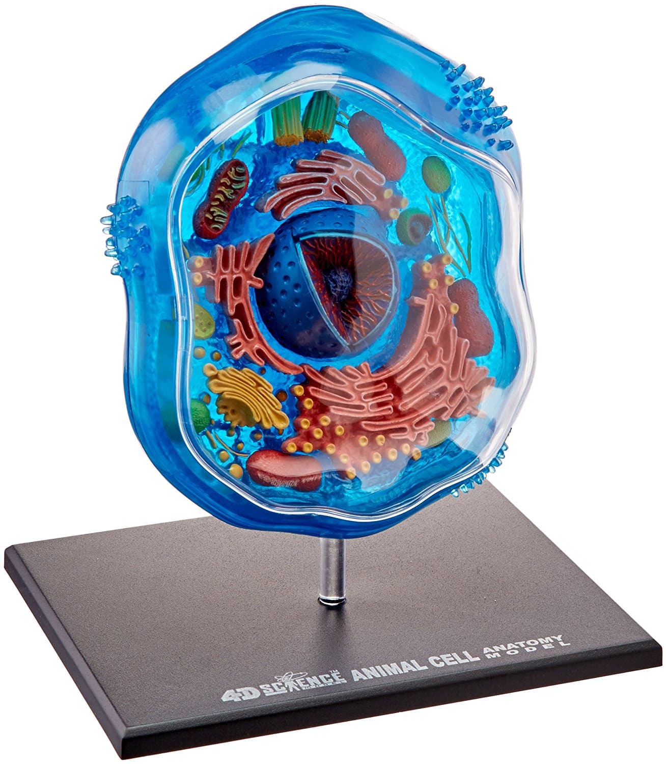 DEAL ALERT: Animal Cell Anatomy Model - 44% off! | Hip ...