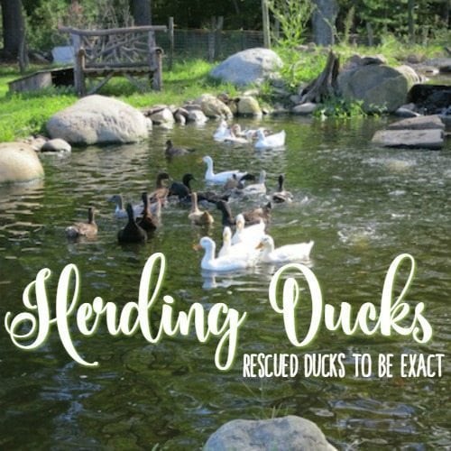 Herding Ducks – Rescued Ducks to be Exact