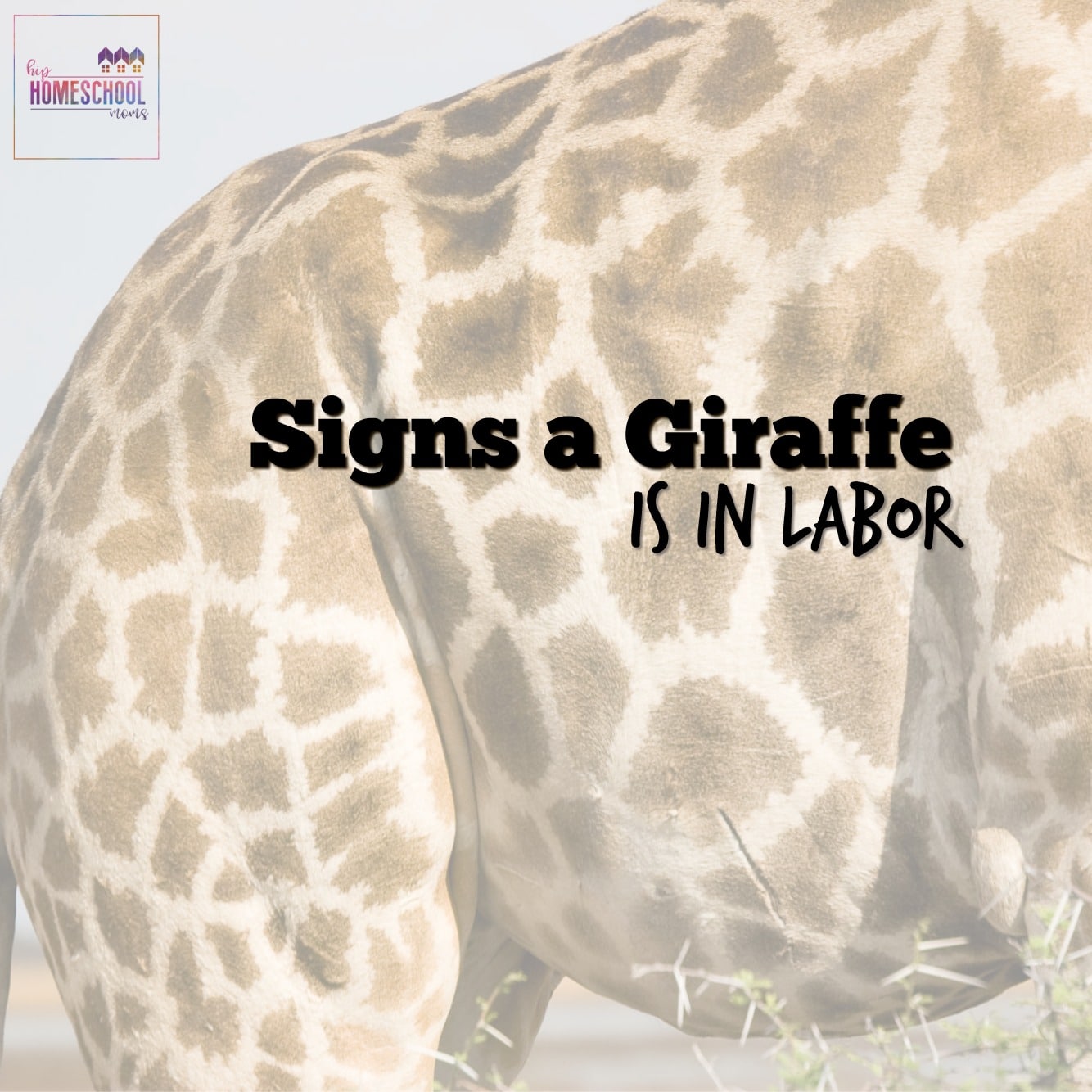 Signs a Giraffe is in Labor