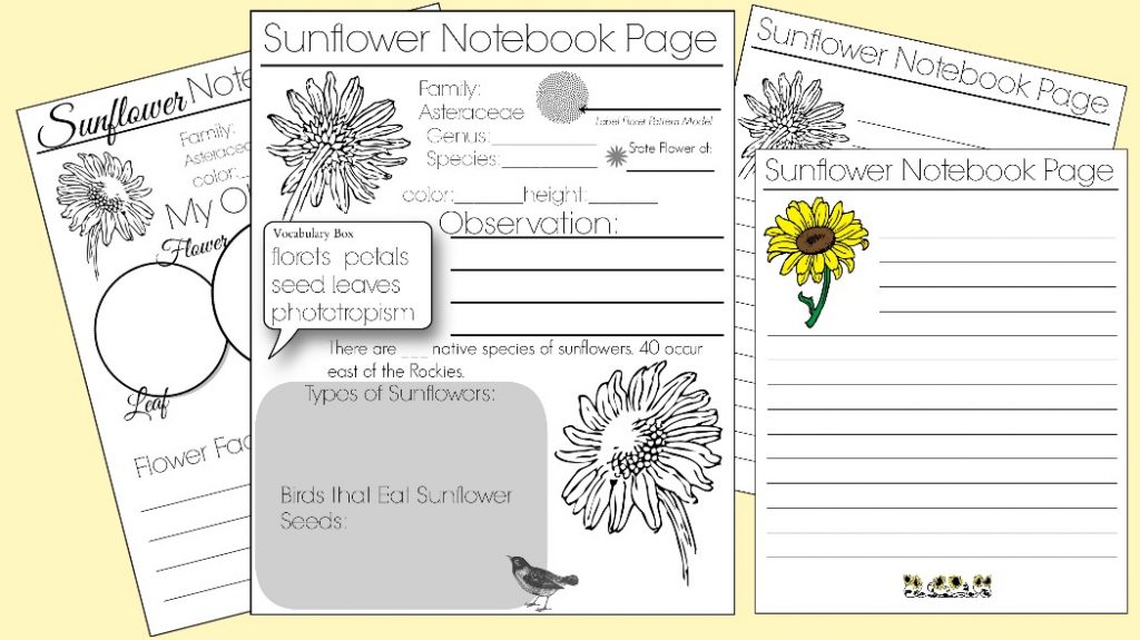 Sunflower Notebook Pages