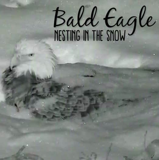 Bald Eagle Nesting in the Snow