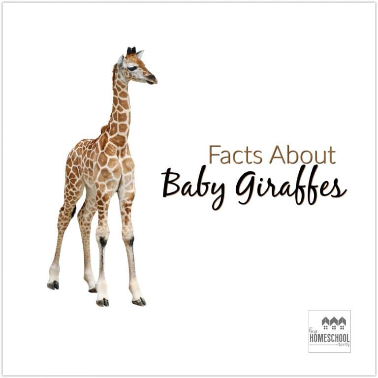 Facts About Baby Giraffes