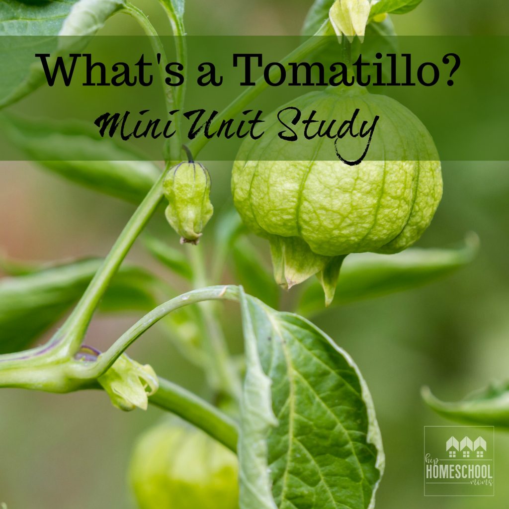 This is a fun mini unit study on tomatillos!