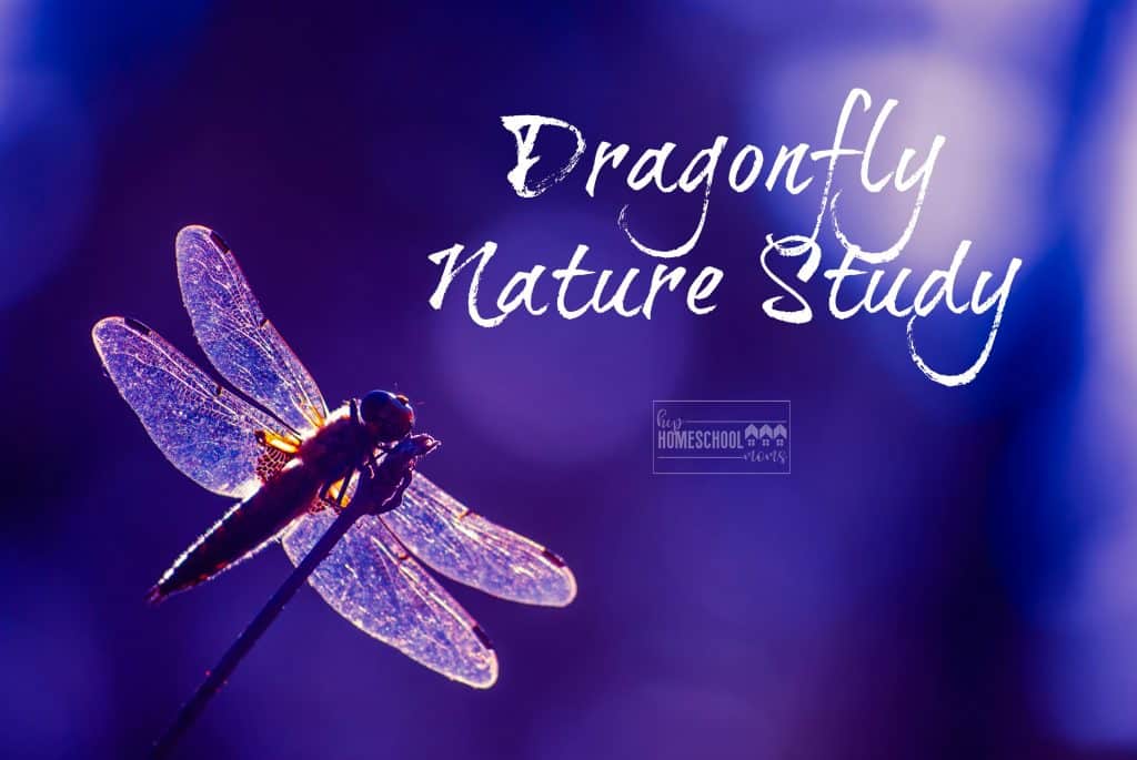 This is an easy and fun nature study on dragonflies from Hip Homeschool Moms!