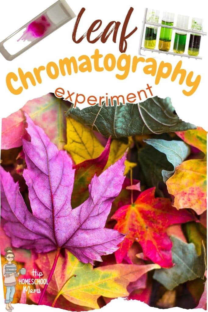 Leaf Chromatography Experiment