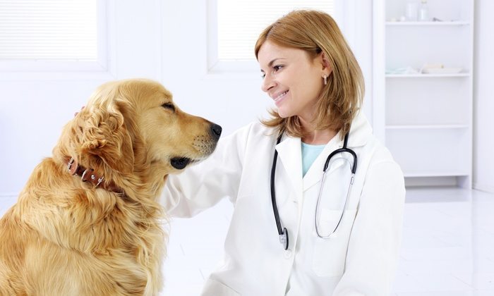 DEAL ALERT: Veterinary Support Assistant Course with Optional Pet Nutrition Course – 97%