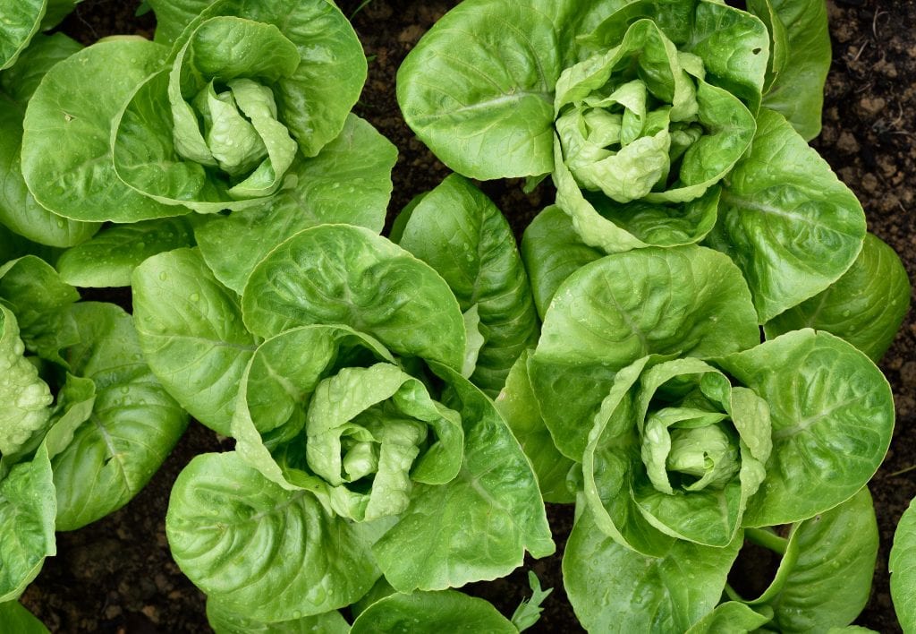 Romaine Lettuce Recalled