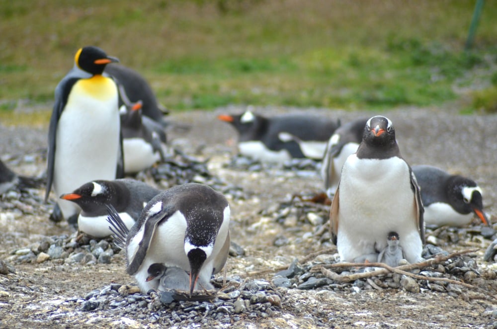 Penguin Study with Mr Popper’s Penguins