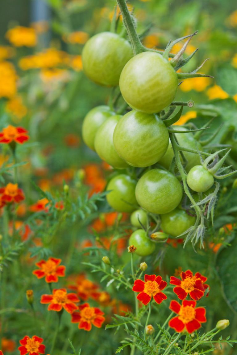 Companion Planting: 10 Herbs That Repel Garden Pests