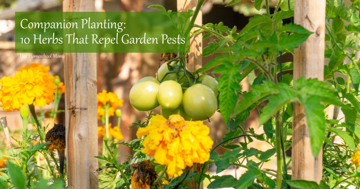herbs that repel garden pests