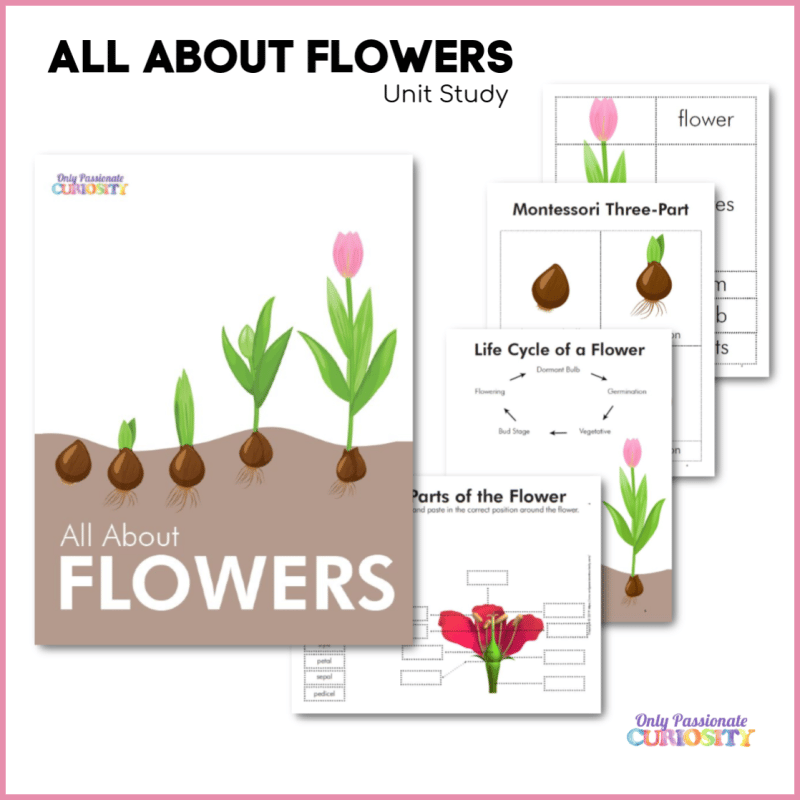 DEAL ALERT: ALL ABOUT FLOWERS – UNIT STUDY