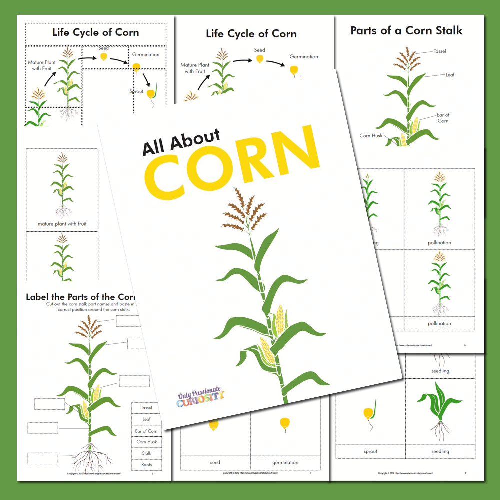 DEAL ALERT: All About Corn – Unit Study and Life Cycle FREE