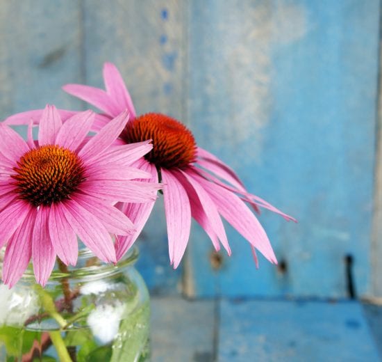 pink echinacea flower