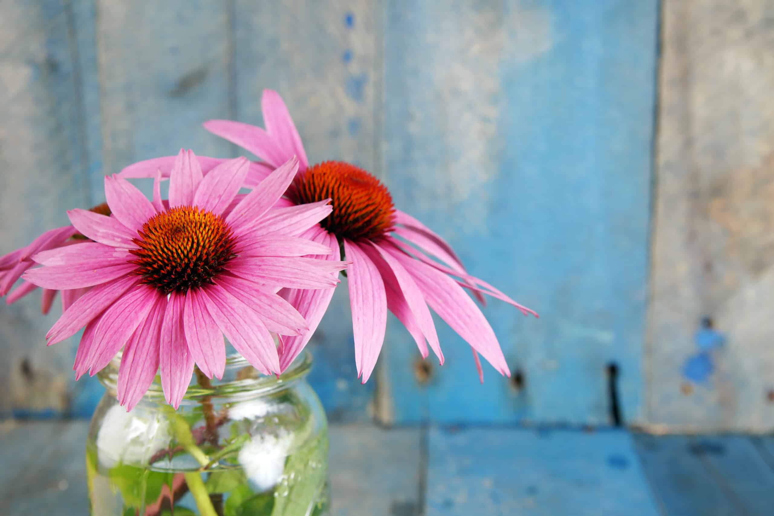 pink echinacea flower