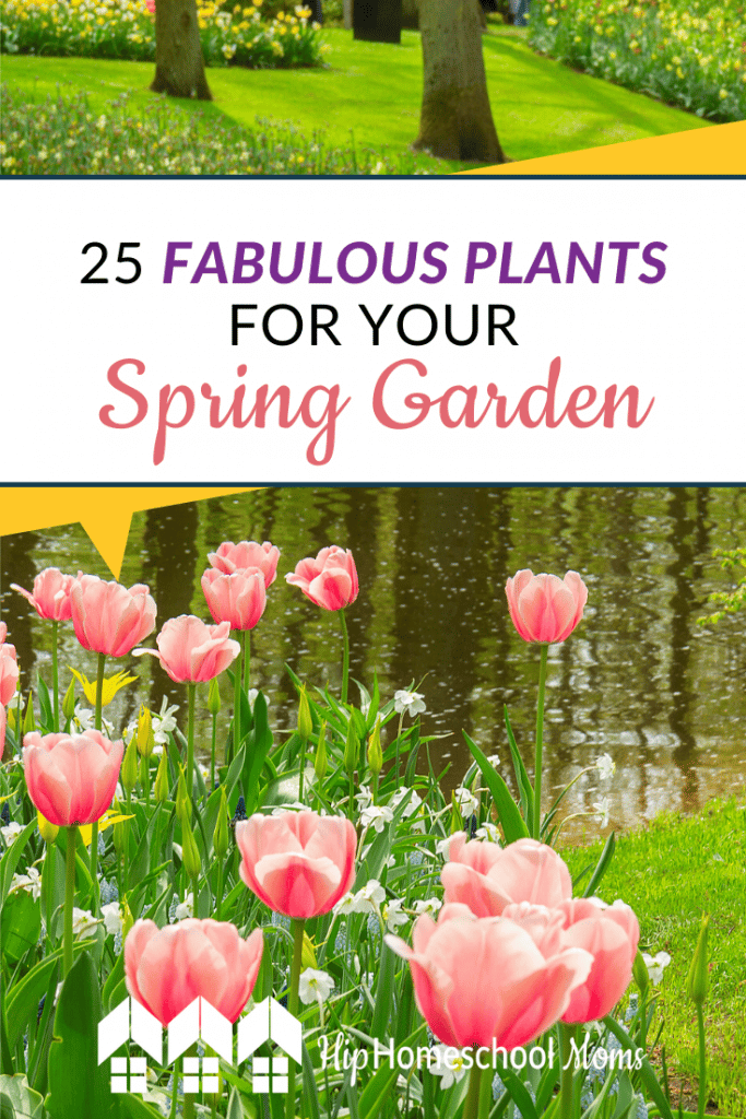 You may be wondering where to begin with your spring garden. You probably need a spring planting list! I have found a spring planting list to be helpful. Here are 25 Fabulous Plants for Your Spring Garden #Gardening #Spring #Plants