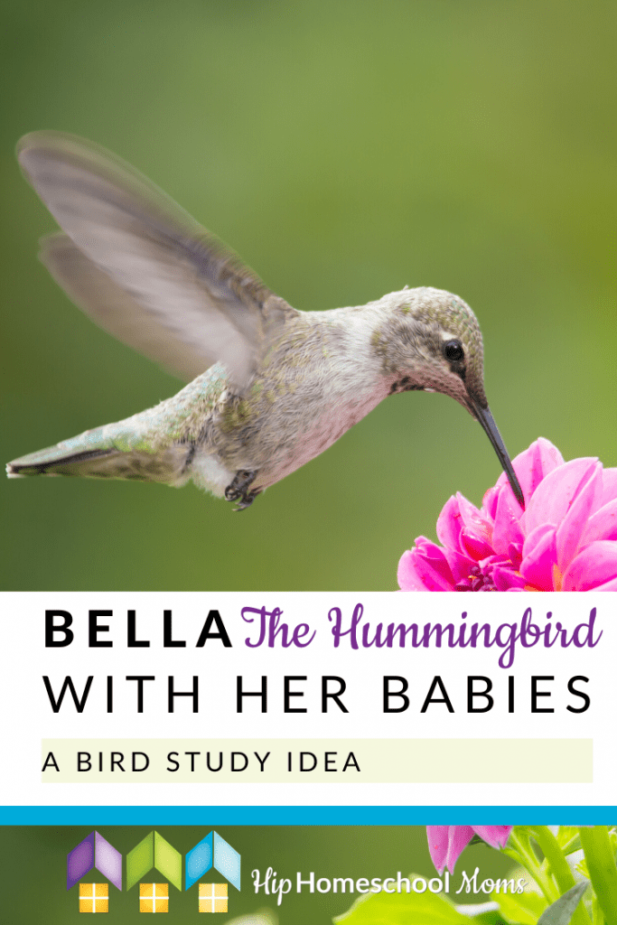 It’s spring, well almost! And I’m so ready for the warm weather and the hummingbirds!! Here is a precious little hummingbird, Bella and she is sitting on her nest and you can see her baby hummingbirds! Bella The Hummingbirds with her Babies - a Bird Study Idea #NatureStudy #Homeschool #BirdStudy