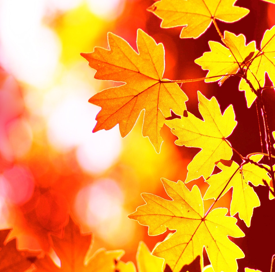 It’s Fall, Y’all! Two Fun Fall Leaves Art and Science Activities