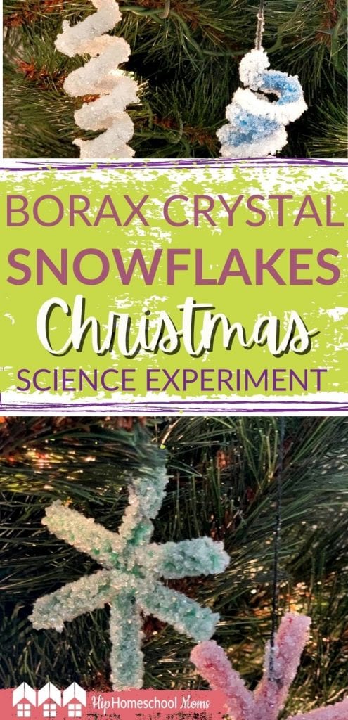 You'll need a bit of patience, but this science experiment will wow your kids to see Borax make crystals out of pipe cleaner ornaments!