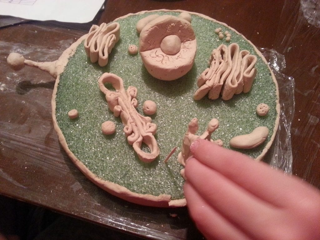 plant cell 3d model clay