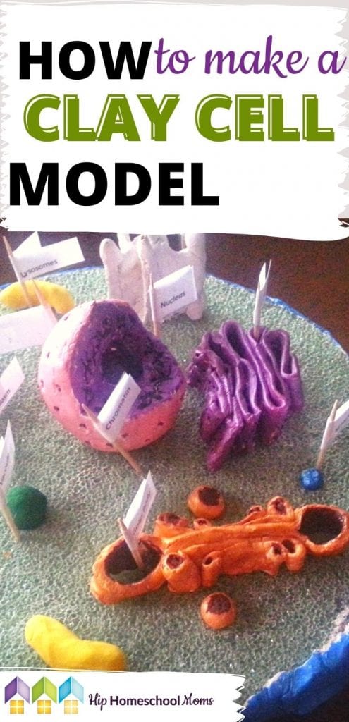 Learn how to create a clay cell model. It's easy and fun to do and can be completed in 1 to 2 days!
