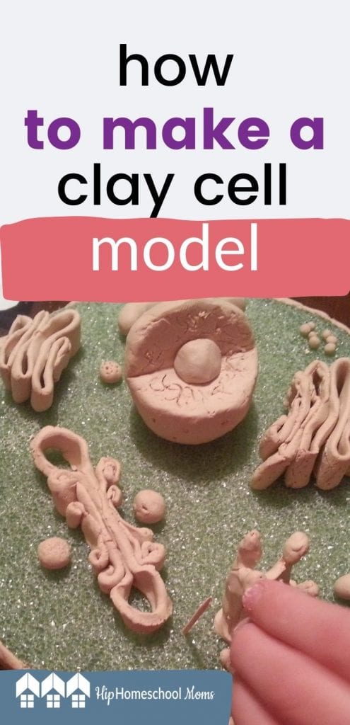 How to Make a Clay Cell Model - Hip Homeschool Moms